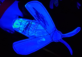 firefly firefly