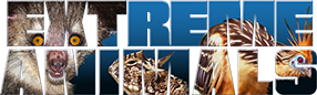 ExtremeAnimals_feat Extreme Animals
